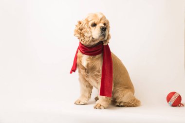 Kırmızı fularlı Amerikan cocker spaniel