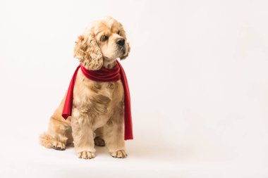 Kırmızı fularlı Amerikan cocker spaniel