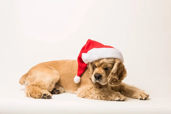 American cocker spaniel com boné de Papai Noel — Fotografia de Stock