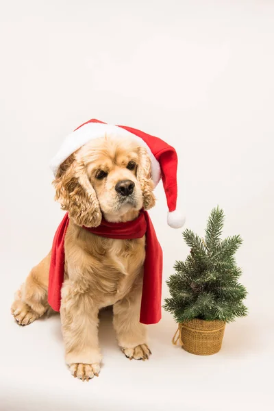 American cocker spaniel with Santas cap — Stock Photo, Image