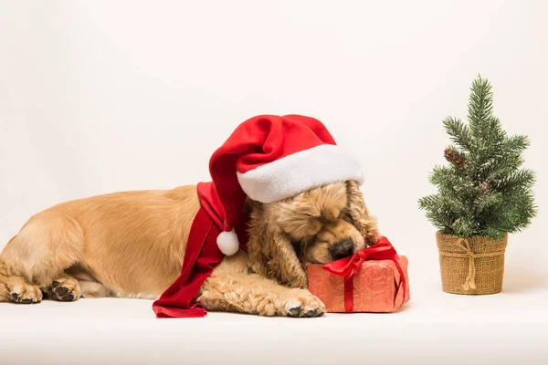 Amerikanischer Cocker Spaniel nagt an Geschenkbox — Stockfoto