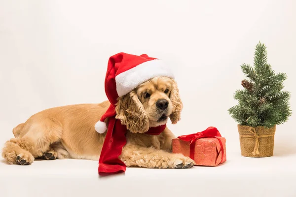 Amerikan cocker spaniel hediye kutusu ile — Stok fotoğraf