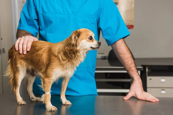 Médico veterinário examina um cão rafeiro — Fotografia de Stock