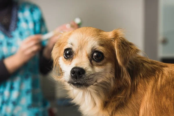 Médico veterinário examina um cão rafeiro — Fotografia de Stock