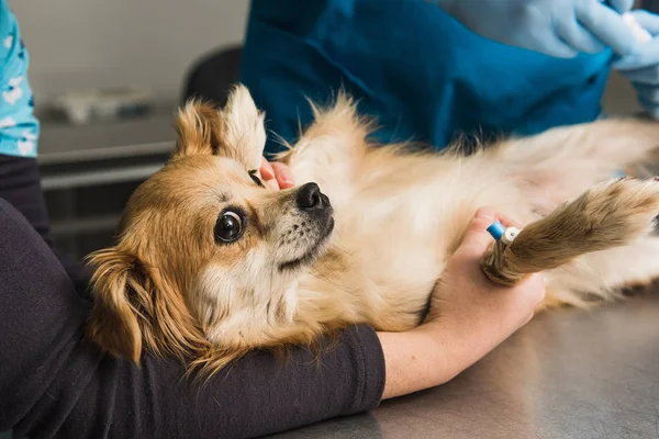 Médico veterinário examina um cão rafeiro — Fotografia de Stock