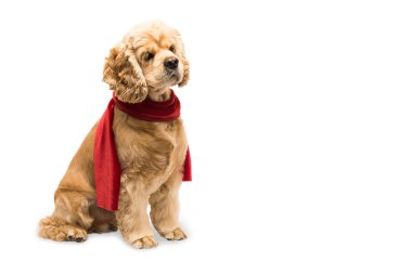 Kırmızı fularlı Amerikan cocker spaniel