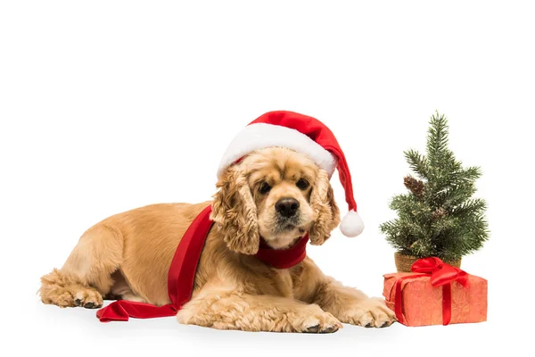 Cocker spaniel americano con caja de regalo — Foto de Stock