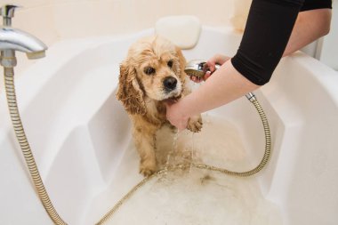 Köpek evde duş alıyor