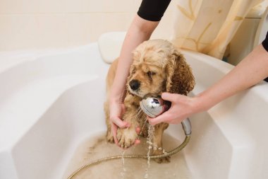 Amerikan cocker spaniel banyo.