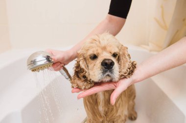 Köpek evde duş alıyor