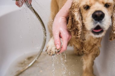 Banyo mutluluk köpek.
