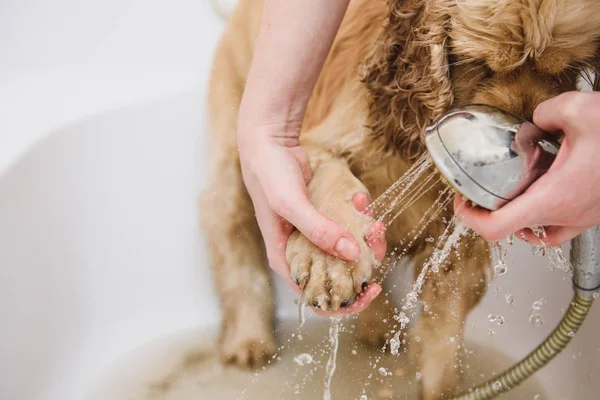 Femme nettoie une patte à un chien — Photo