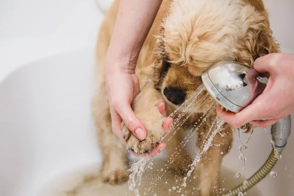 Kadın bir pençe bir köpek için temizler