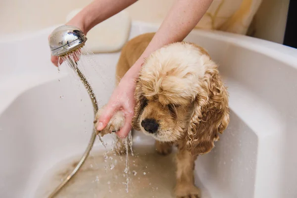 Собака принимает душ дома — стоковое фото