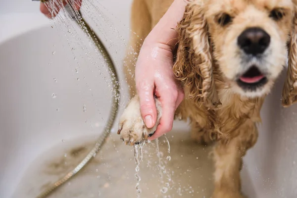 Banyo mutluluk köpek.