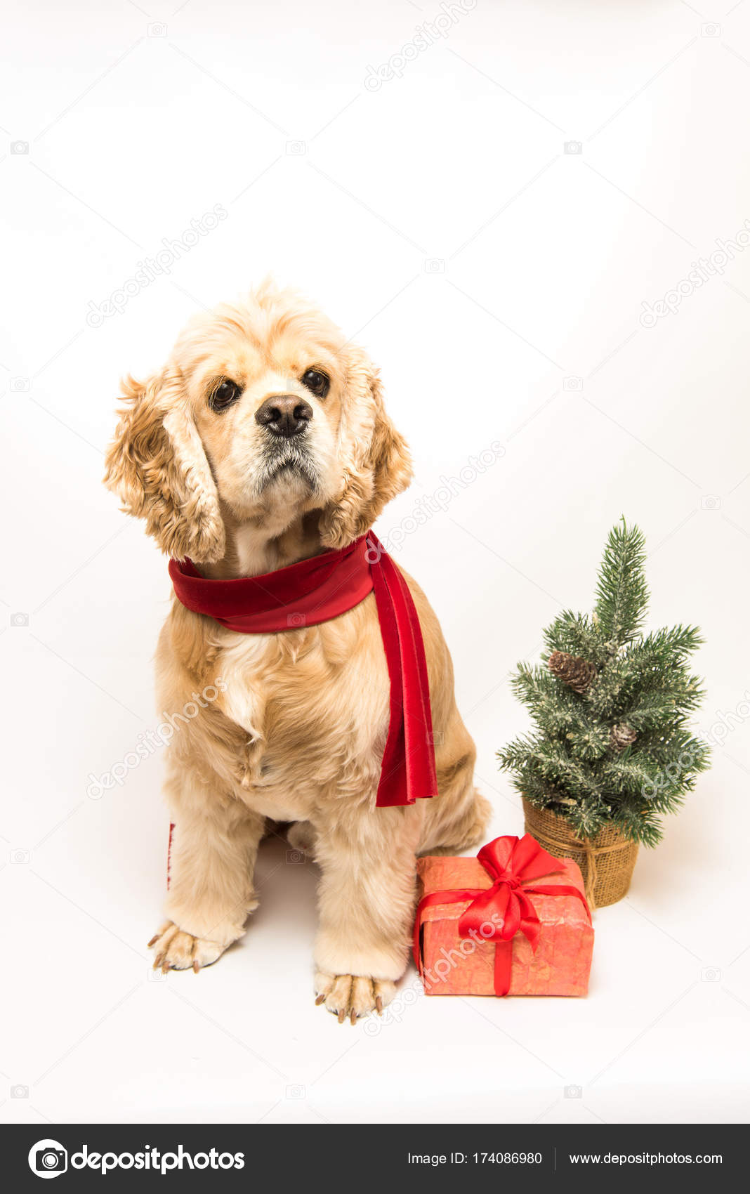 Cocker spaniel scarf sales