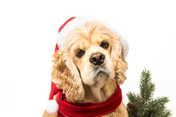 Närbild av spaniel med Tomtens mössa — Stockfoto