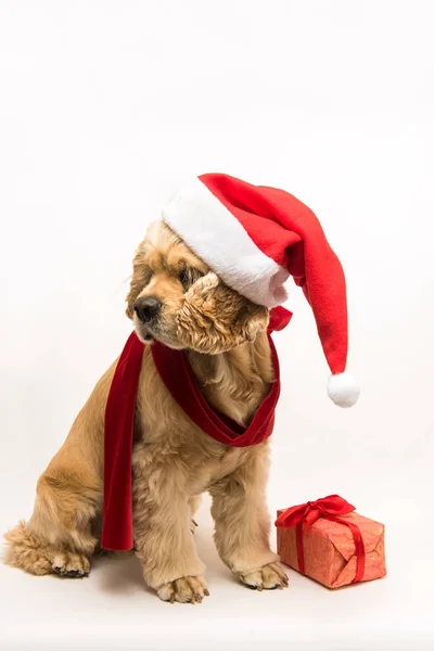 Cocker spaniel amerykański z Czapka Świętego Mikołaja — Zdjęcie stockowe