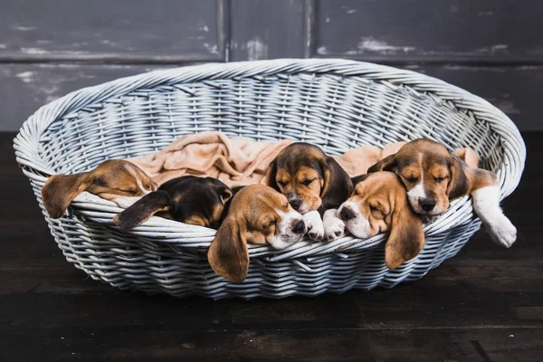 Weinig beagles in grote mand — Stockfoto