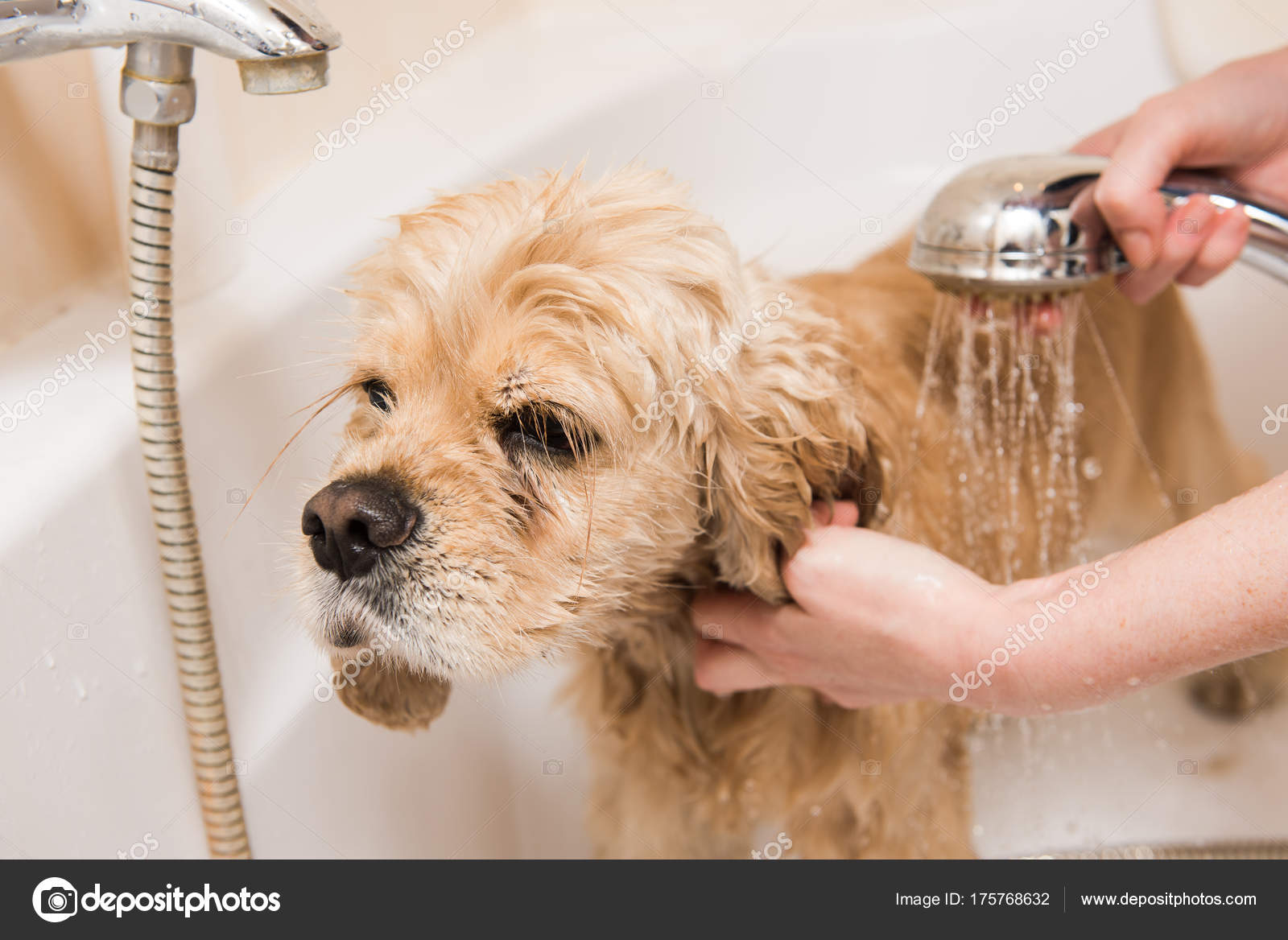 A dog taking a shower — Stock Photo © 160275 175768632