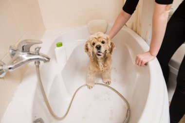 Amerikan cocker spaniel banyo.