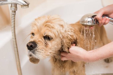 Duş alırken bir köpek