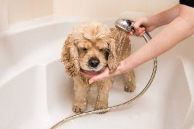 Duş alırken bir köpek