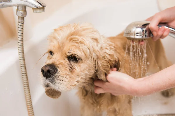 Um cão tomando um banho — Fotografia de Stock