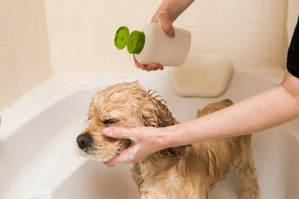 Ένα σκυλί που κάνει ντους με σαπούνι και νερό. — Φωτογραφία Αρχείου