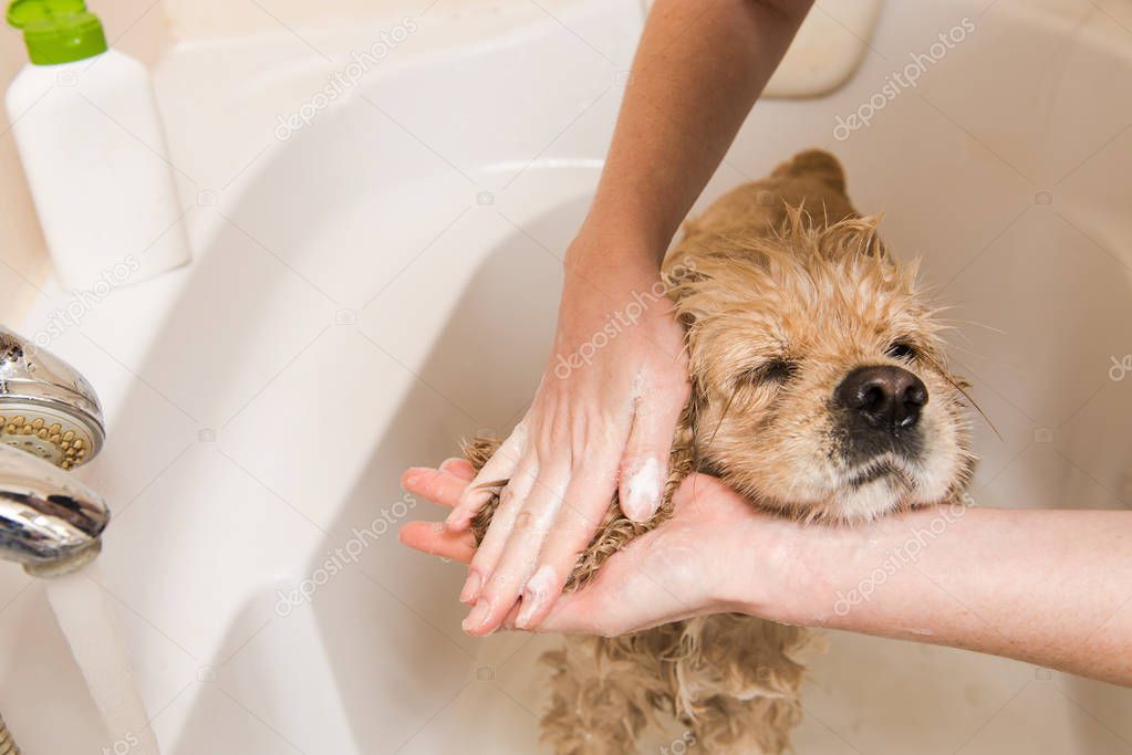 Female hands washing dog ears