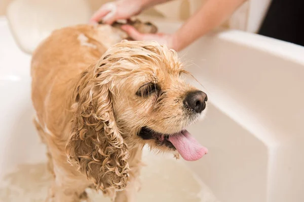 Amerikanischer Cocker Spaniel im Badezimmer — Stockfoto