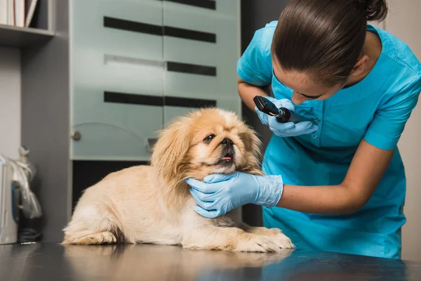 Hayvan hastalıklarıyla ilgili bir köpek göz inceliyor
