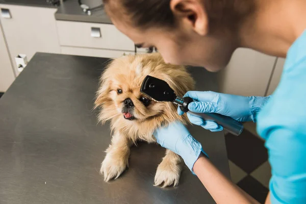 Veterinário examina o olho de um cão — Fotografia de Stock