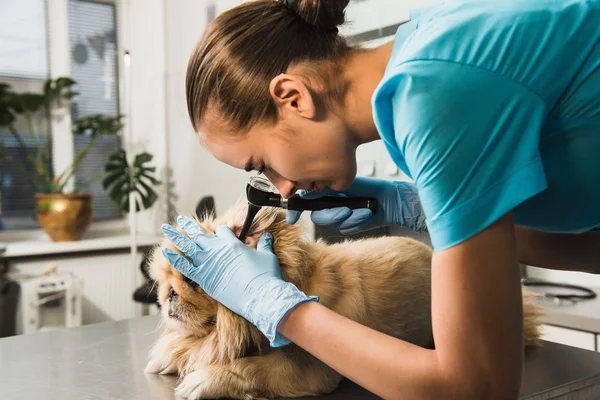 Exame de cão em ambulância veterinária . — Fotografia de Stock