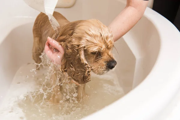Grumer lava cão com espuma e água — Fotografia de Stock