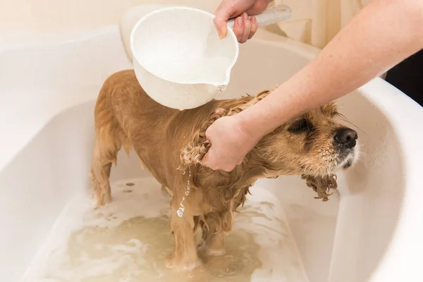 Ιπποκόμου πλένει σκυλί με αφρό και το νερό — Φωτογραφία Αρχείου