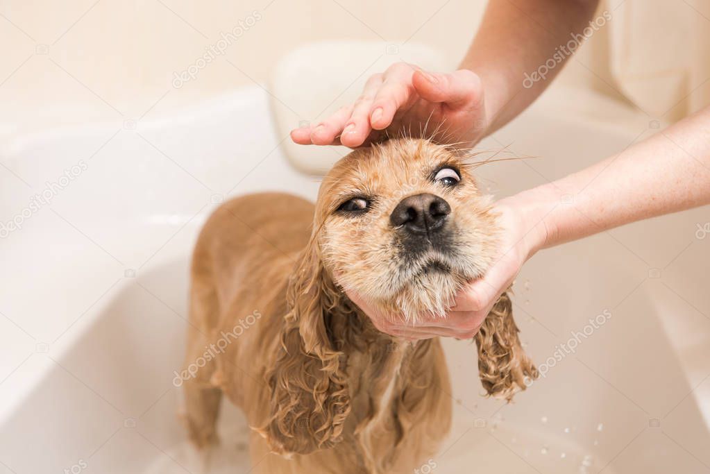 Woman washes foam from a dog