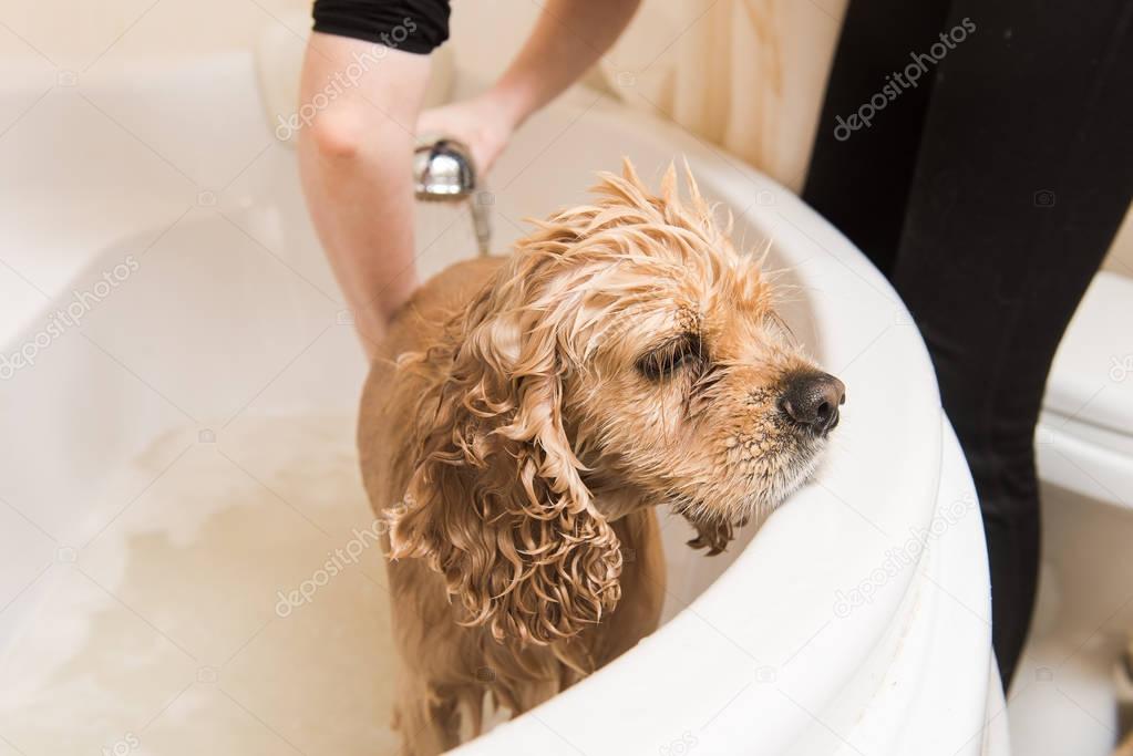 Grumer washes dog