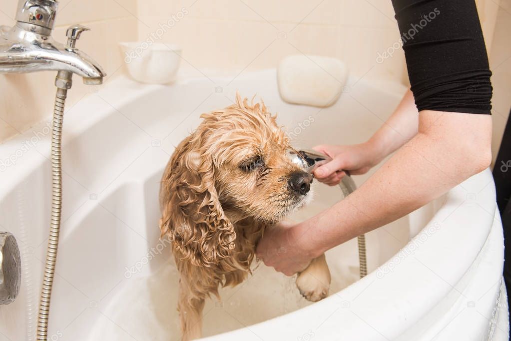 Grumer washes dog with foam and water