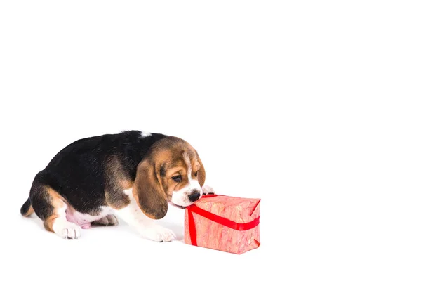 Lindo cachorro con un regalo de Navidad en una caja rosa — Foto de Stock
