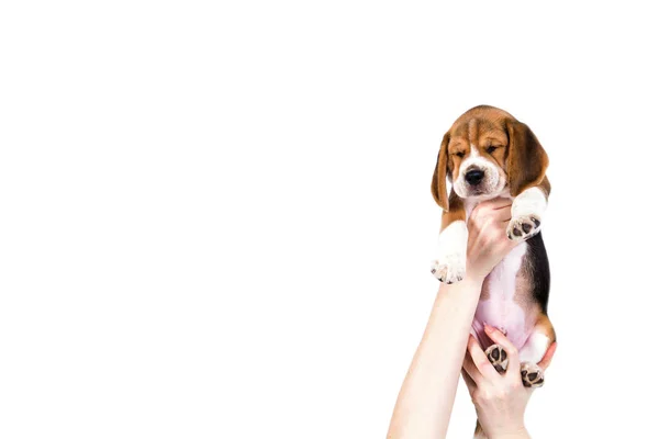 Beagle valp i händer — Stockfoto