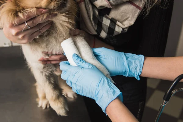 Veterinário que põe atadura na pata ferida do cão — Fotografia de Stock