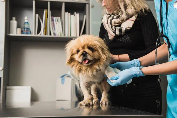 Veterinário que põe a atadura na pata do cão — Fotografia de Stock