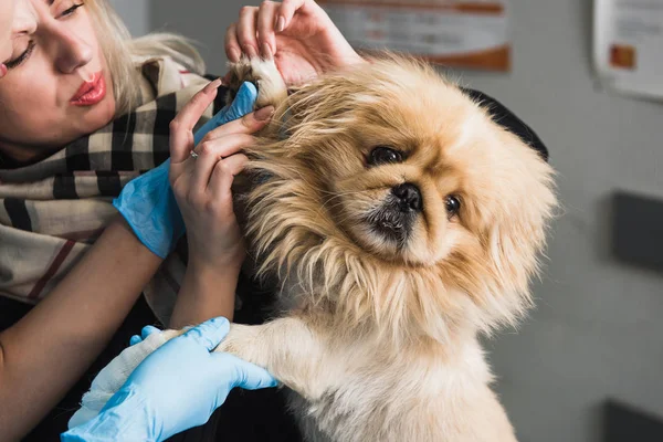 Um veterinário examina uma pata ferida de um cão — Fotografia de Stock