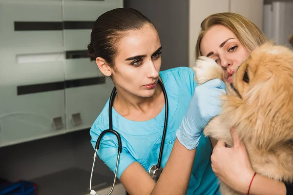Um veterinário examina uma pata ferida de um cão — Fotografia de Stock
