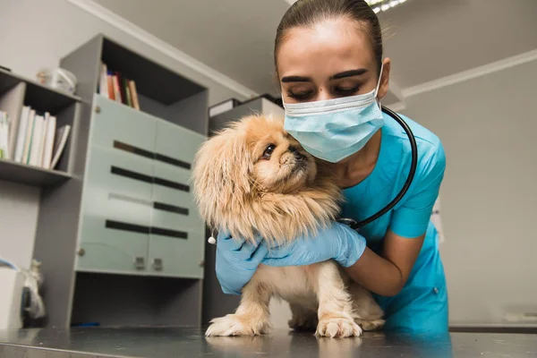 Veterinário fêmea está abraçando um cão — Fotografia de Stock