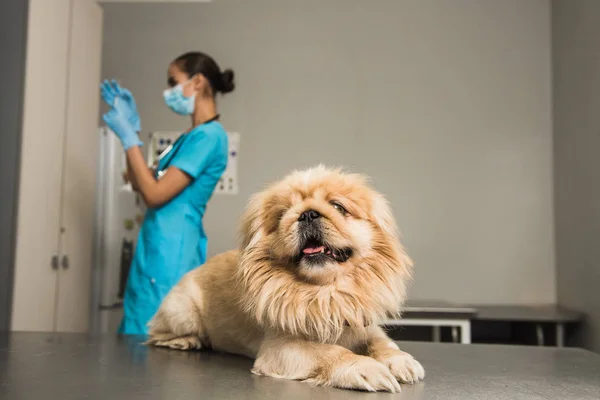 Vet dando uma injeção para cão — Fotografia de Stock