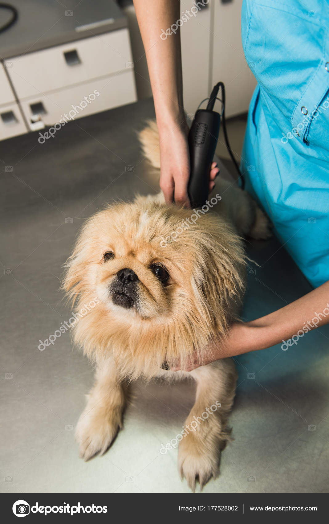 Black Shih Tzu Hairstyle Shih Tzu Getting Haircut Stock