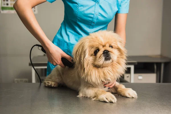 Shih-tzu recebendo corte de cabelo de groomer feminino . — Fotografia de Stock