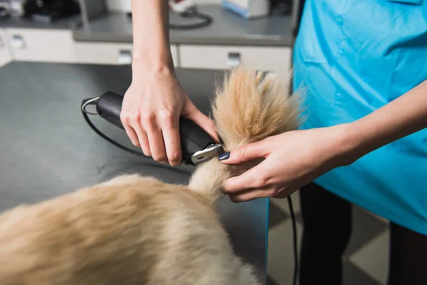 Female groomer trimming dog's tail. — Stock Photo, Image